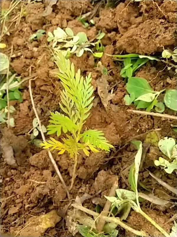 tree image
