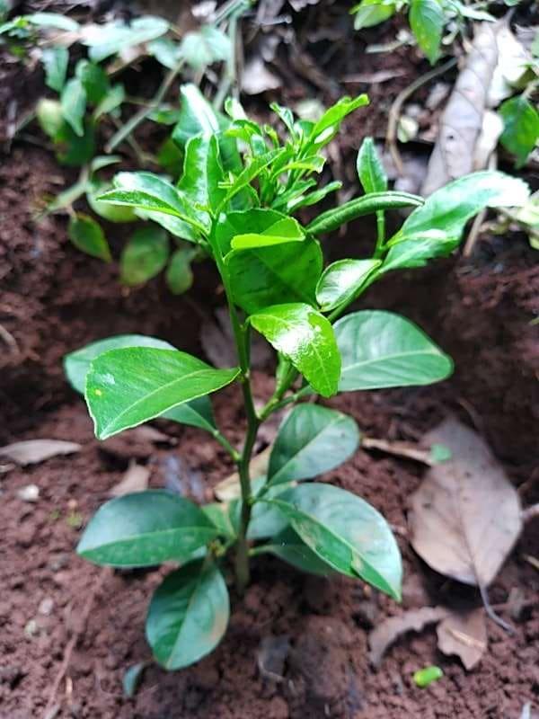 tree image