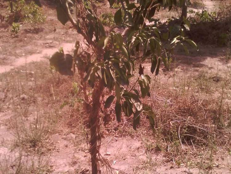 tree image