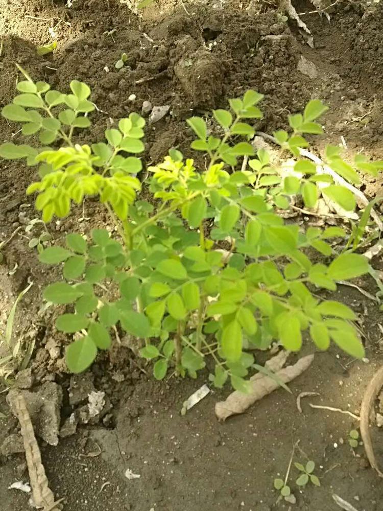 tree image