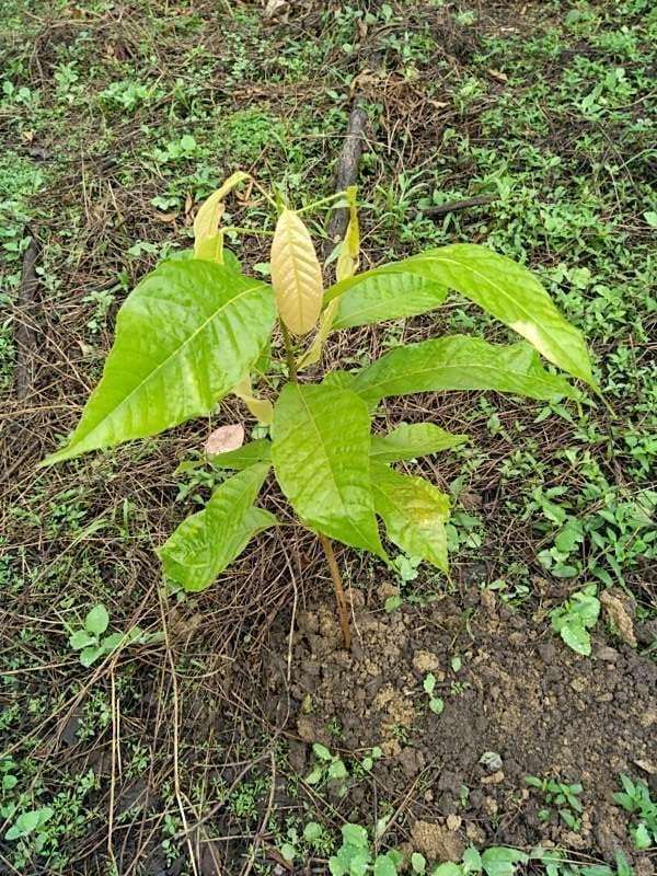 tree image