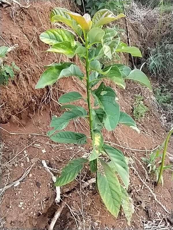tree image