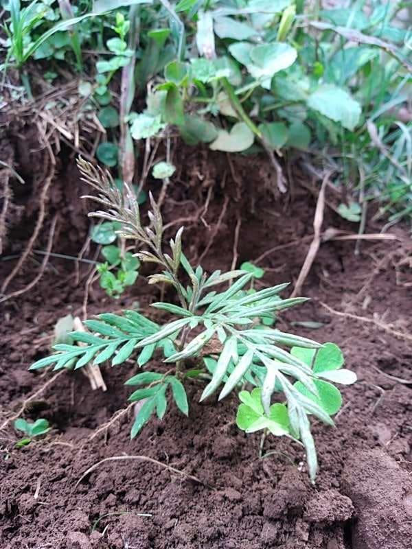 tree image