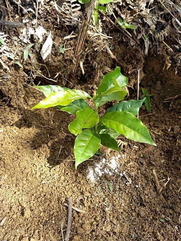 tree image
