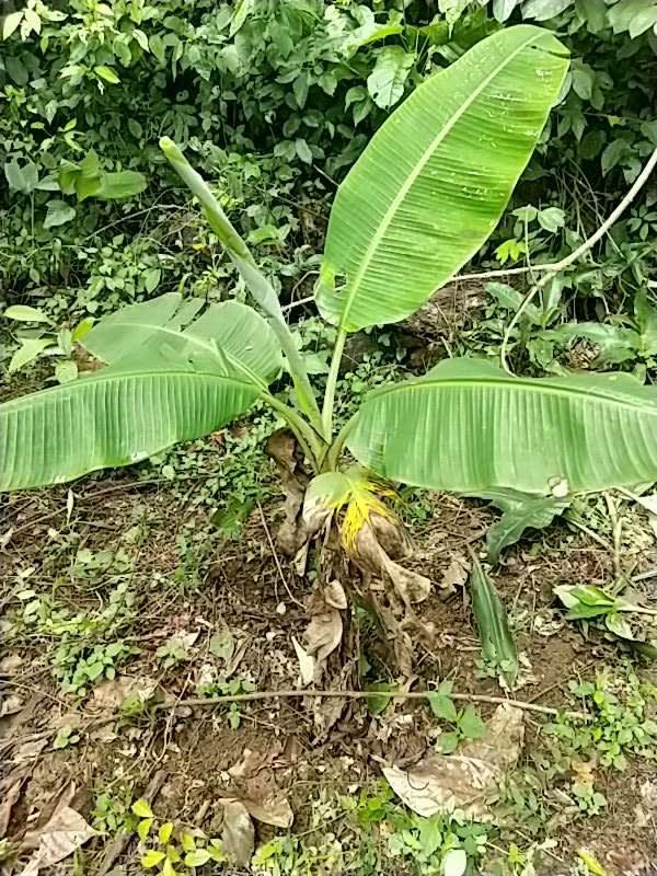 tree image