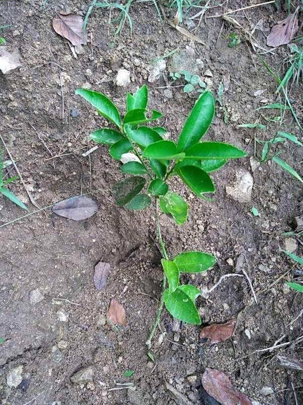 tree image