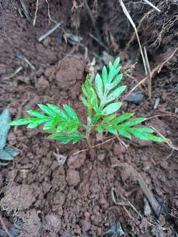 tree image