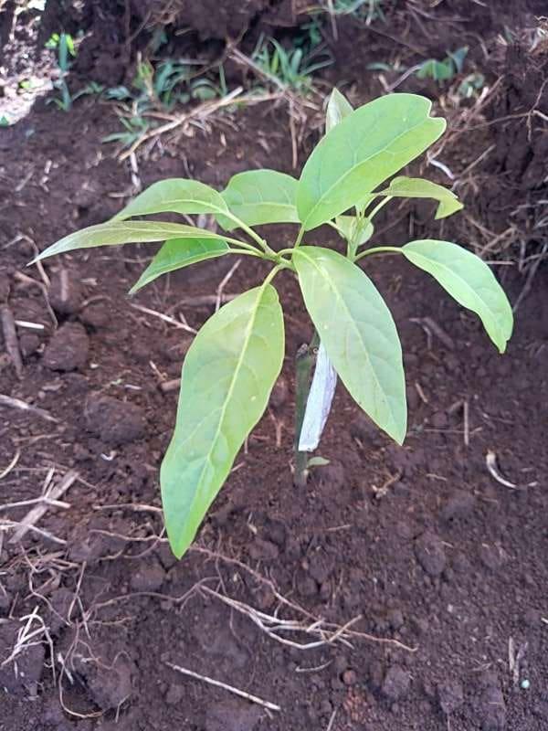 tree image