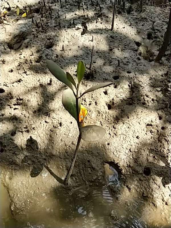 tree image