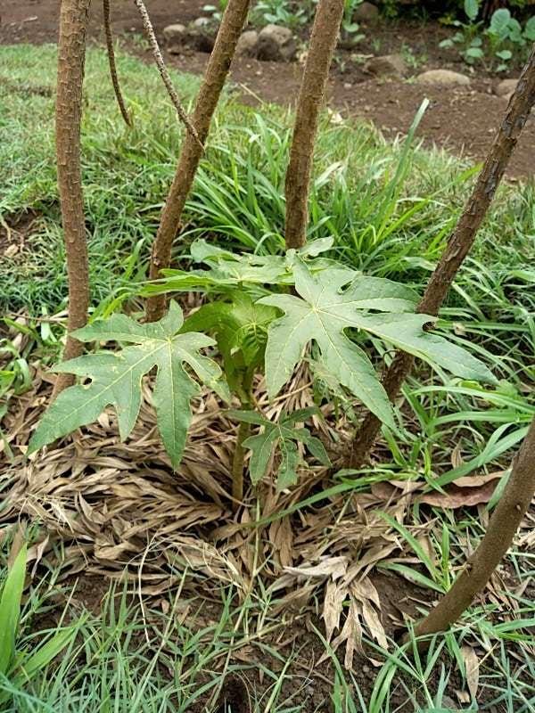 tree image