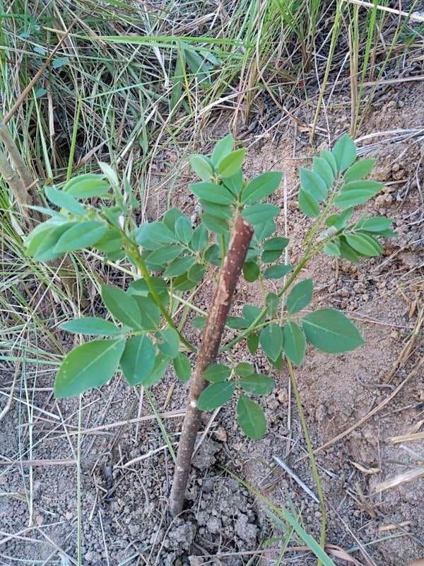 tree image