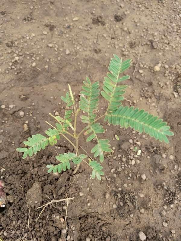 tree image