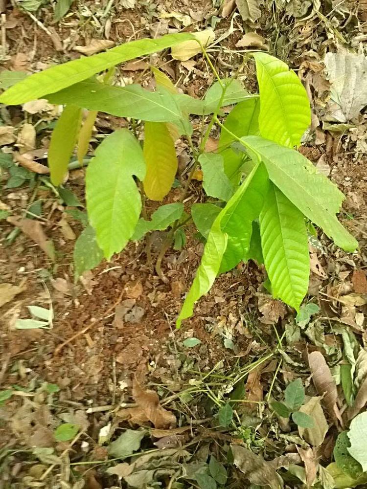 tree image
