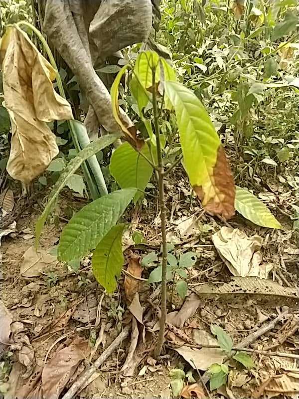 tree image