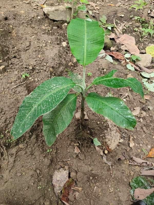 tree image