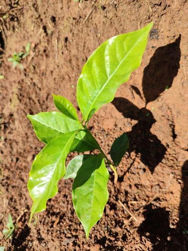 tree image