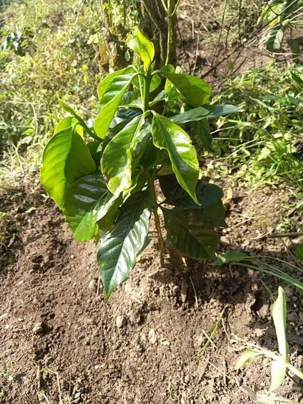 tree image