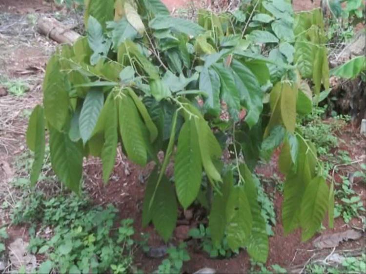 tree image
