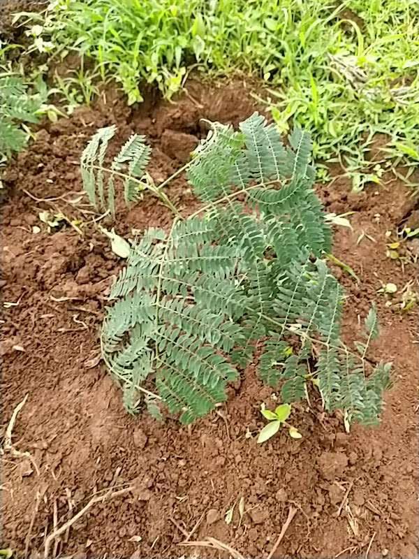 tree image
