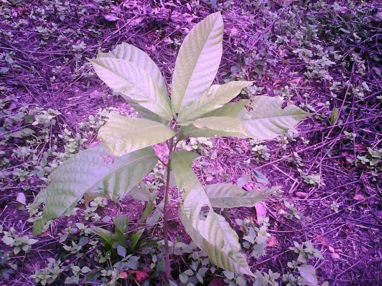 tree image