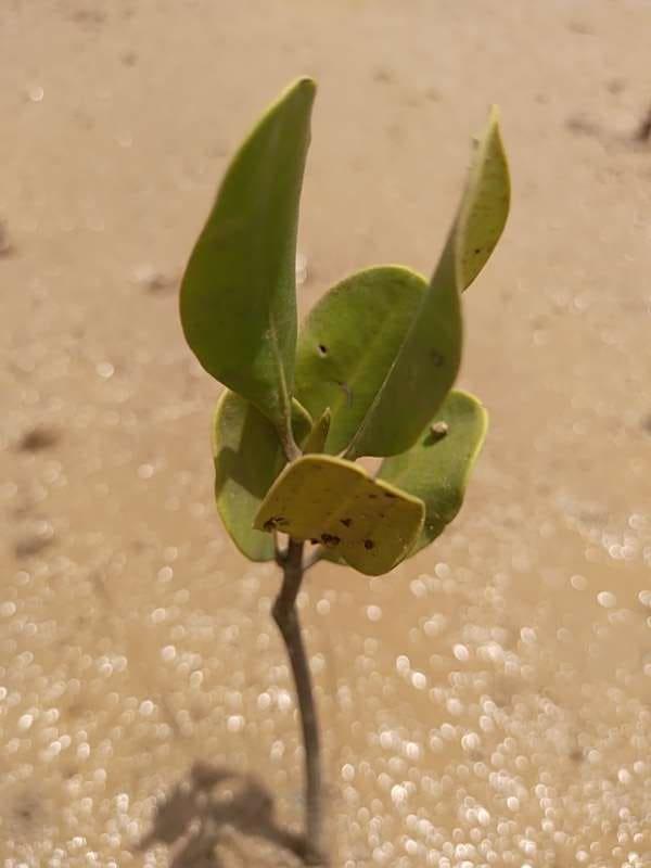 tree image