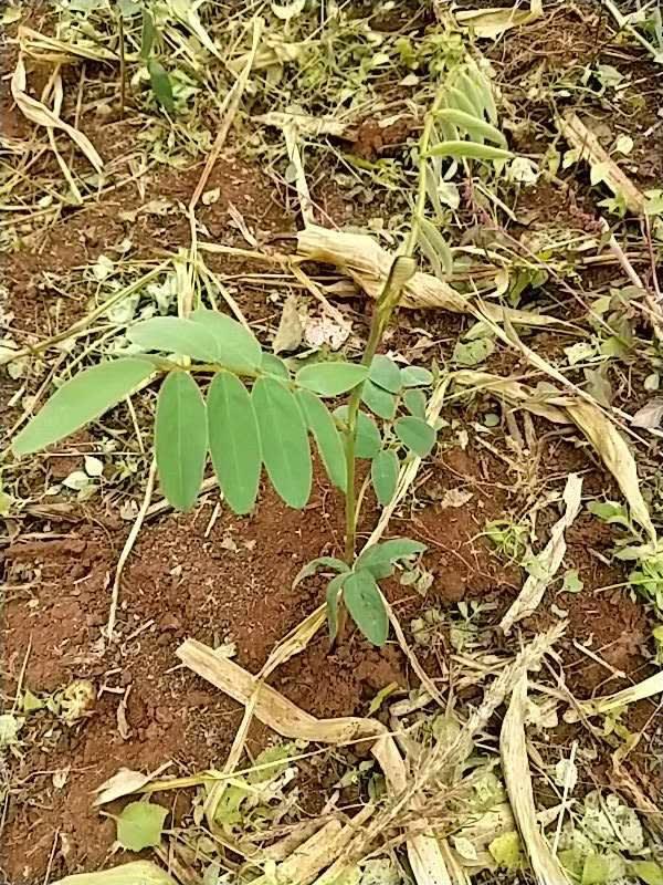 tree image