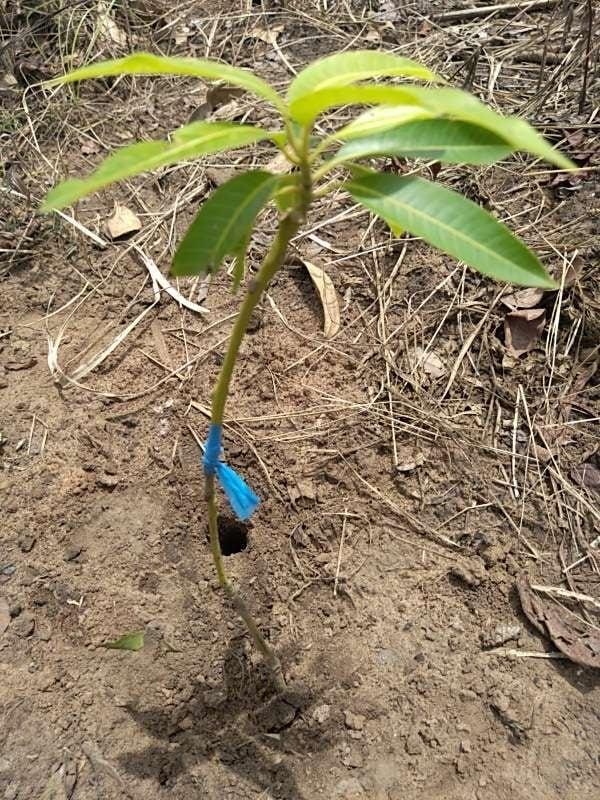 tree image