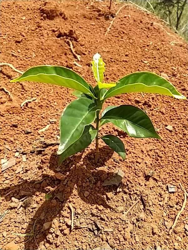 tree image