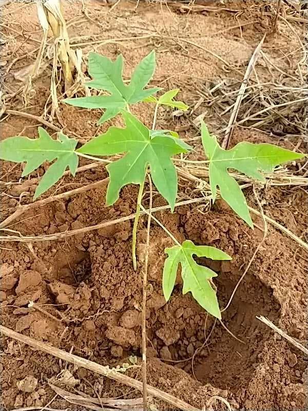 tree image