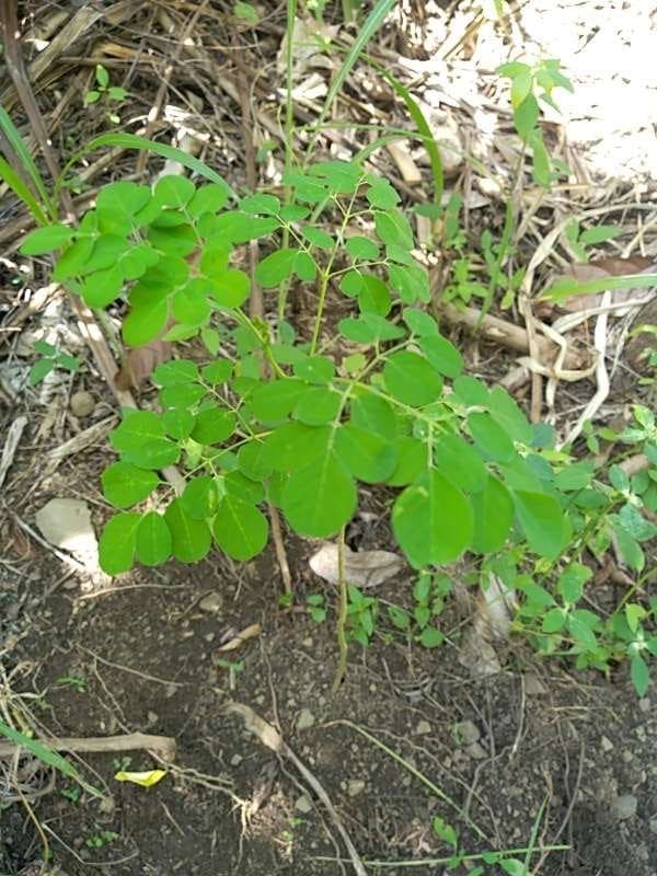 tree image