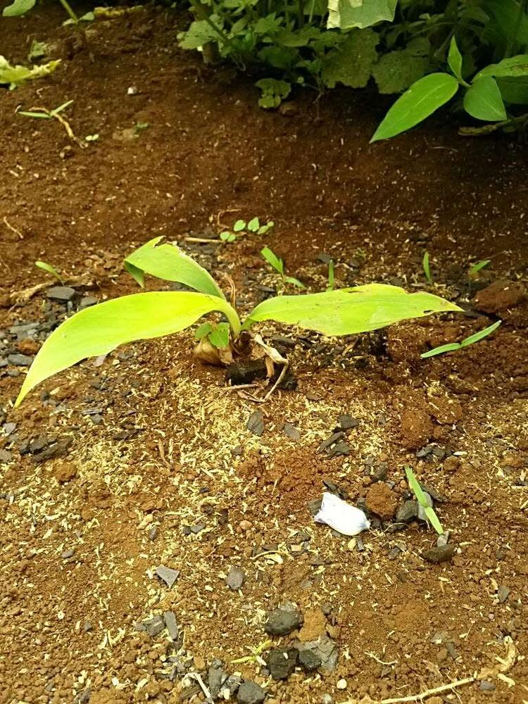 tree image
