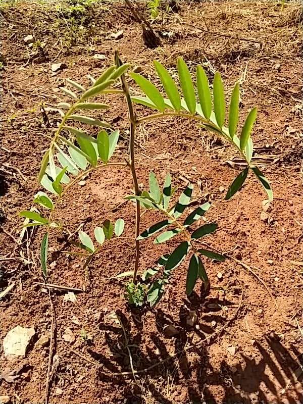 tree image