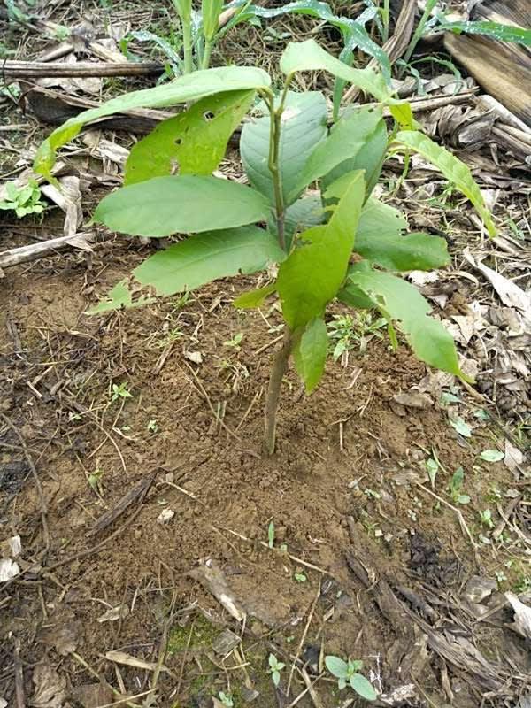 tree image