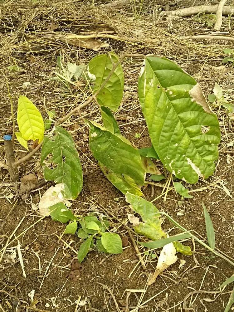 tree image