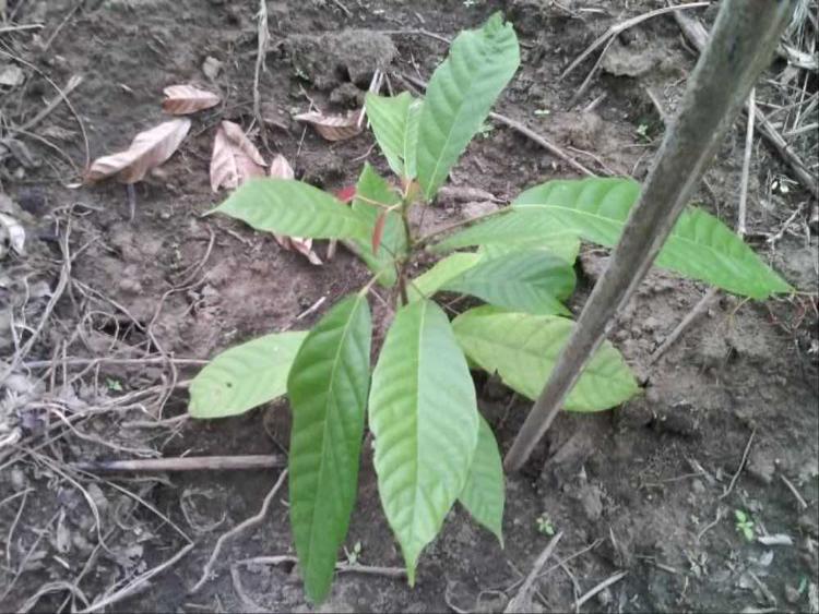 tree image
