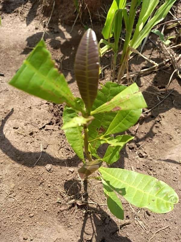 tree image