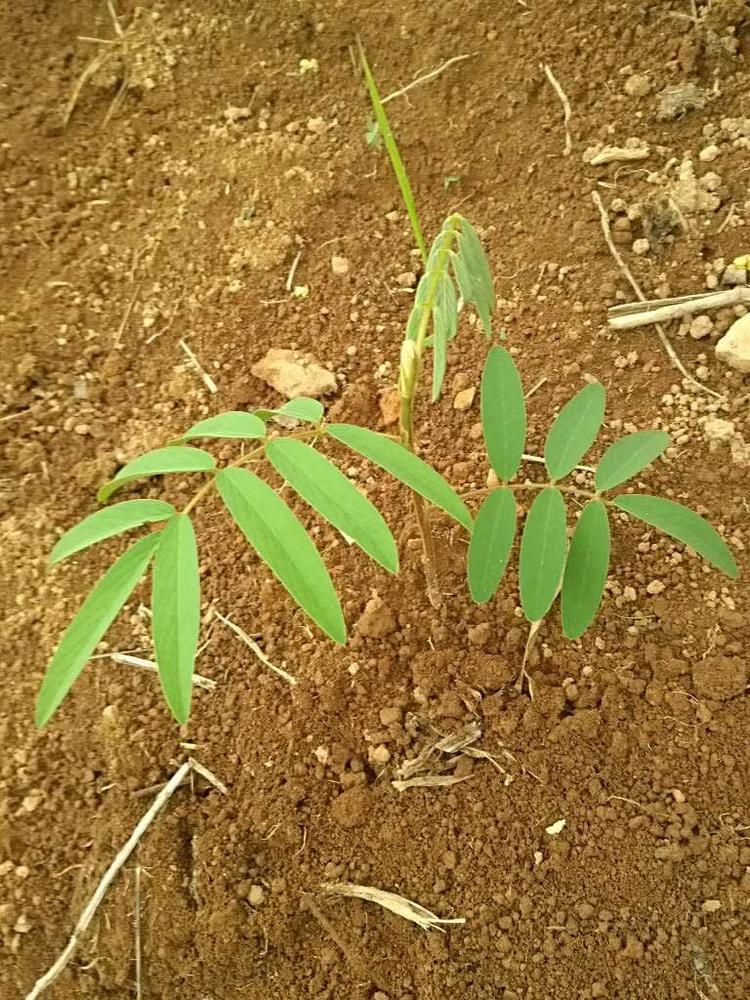 tree image