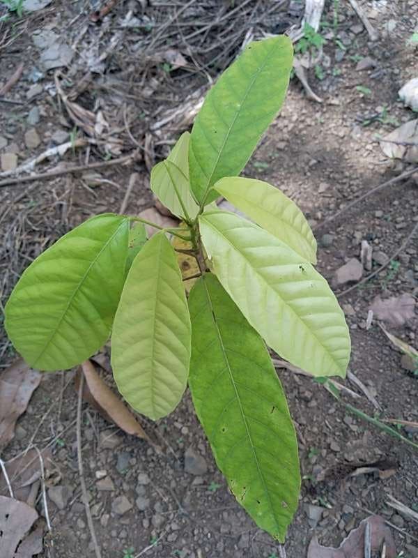 tree image