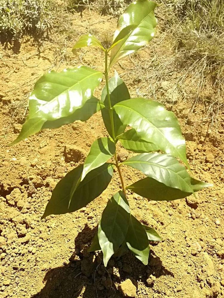 tree image