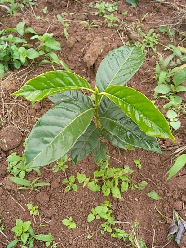 tree image