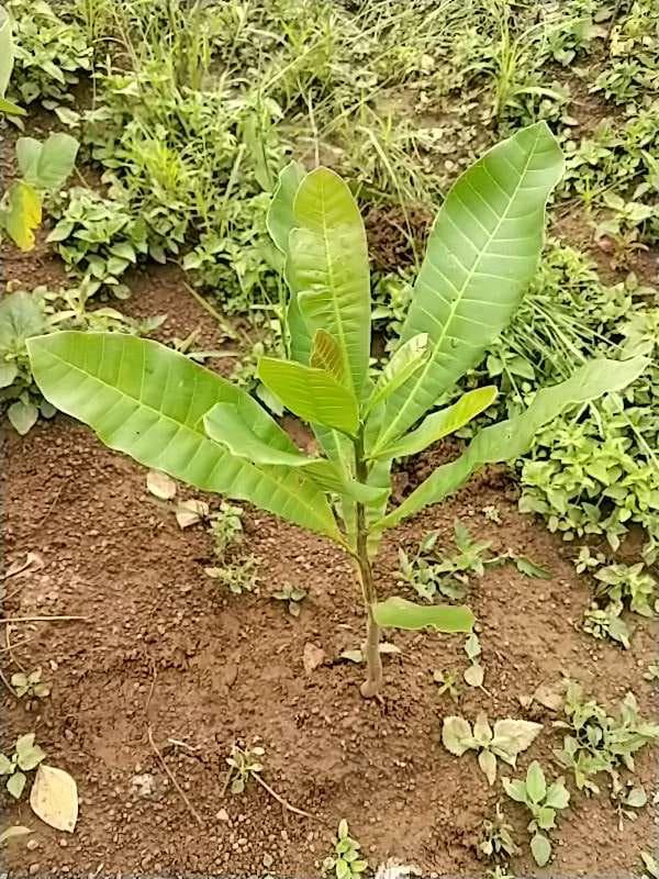 tree image