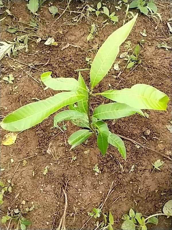 tree image