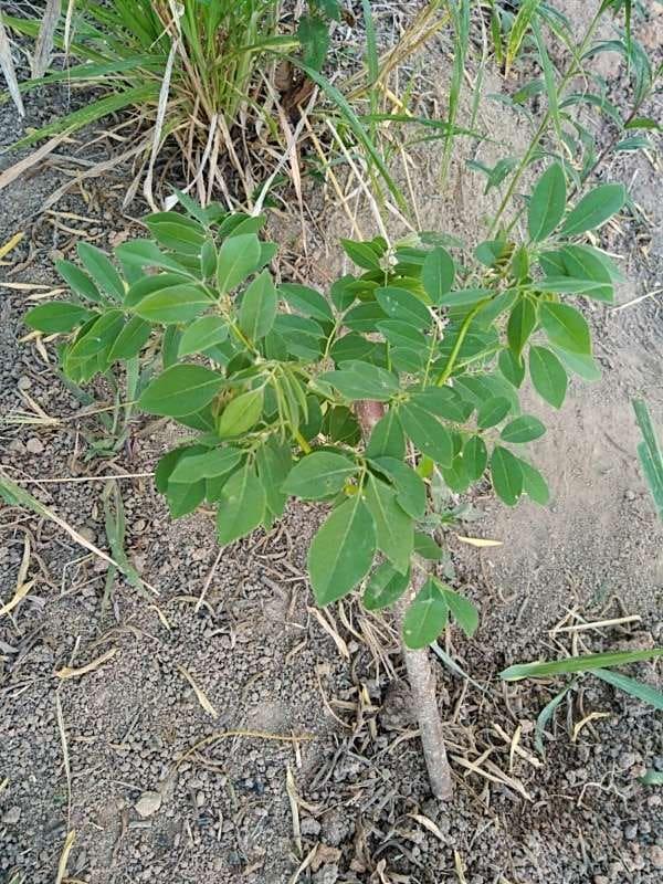 tree image