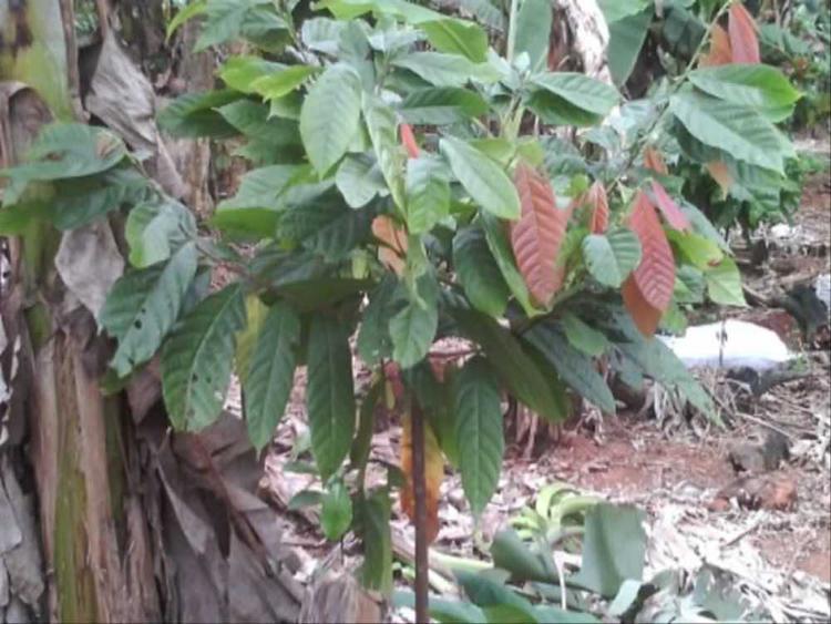 tree image