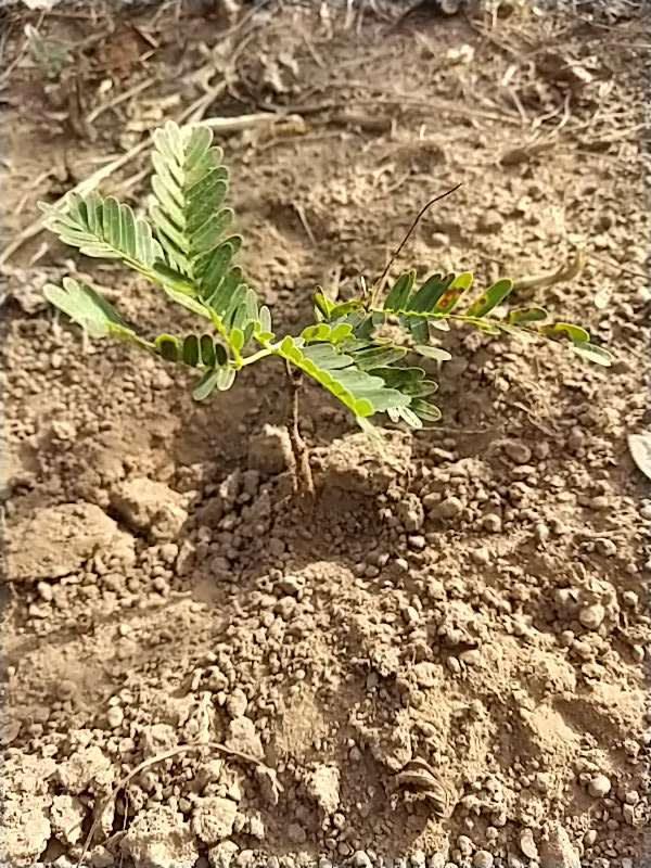 tree image