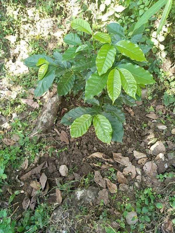 tree image