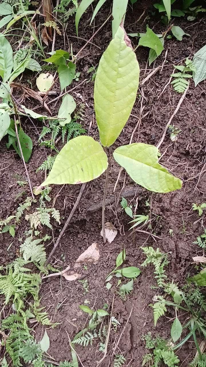 tree image