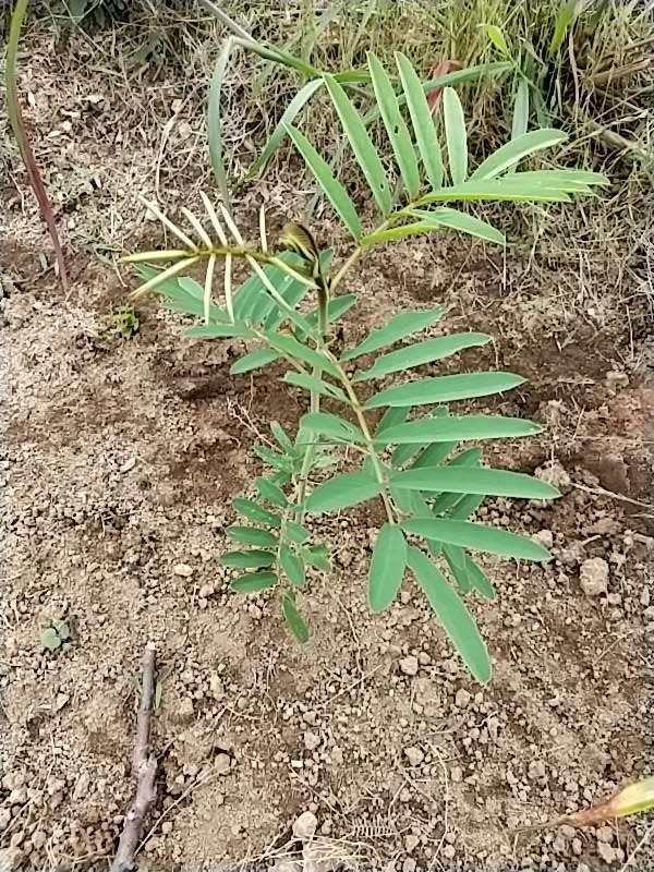tree image