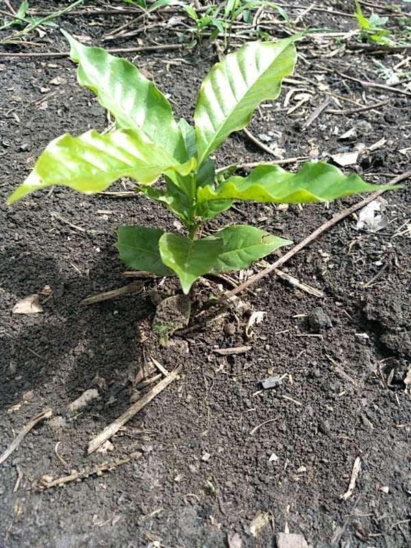 tree image