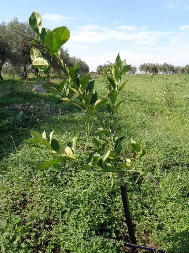 tree image